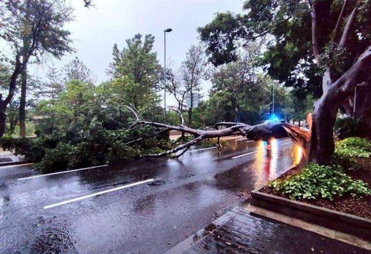 Caída de un árbol de grandes dimensiones este domingo en Tenerife