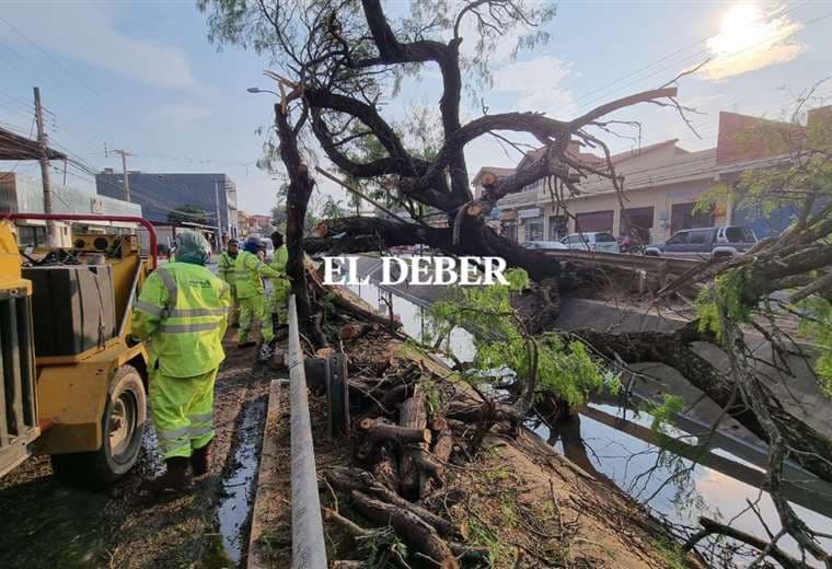 Un árbol se cayó en la avenida Mutualista, entre 2do y 3er anillo/Foto Jorge Gutiérrez
