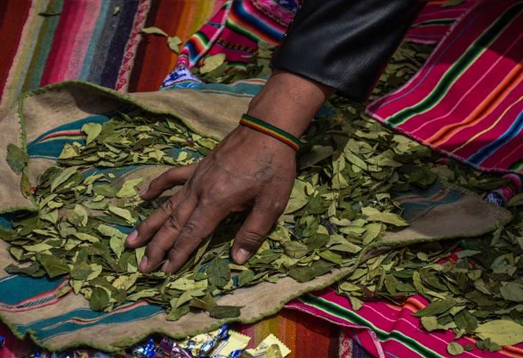 Bolivia perfila enviar 100 kilos de hoja de coca a Australia para producir anestesia