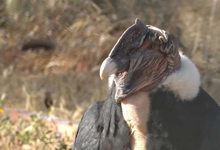 Cóndor Andino, una de las aves más grandes del planeta