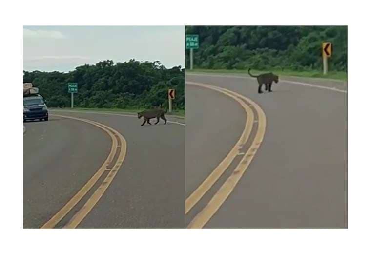 Imágenes del video jaguar en plena carretera 