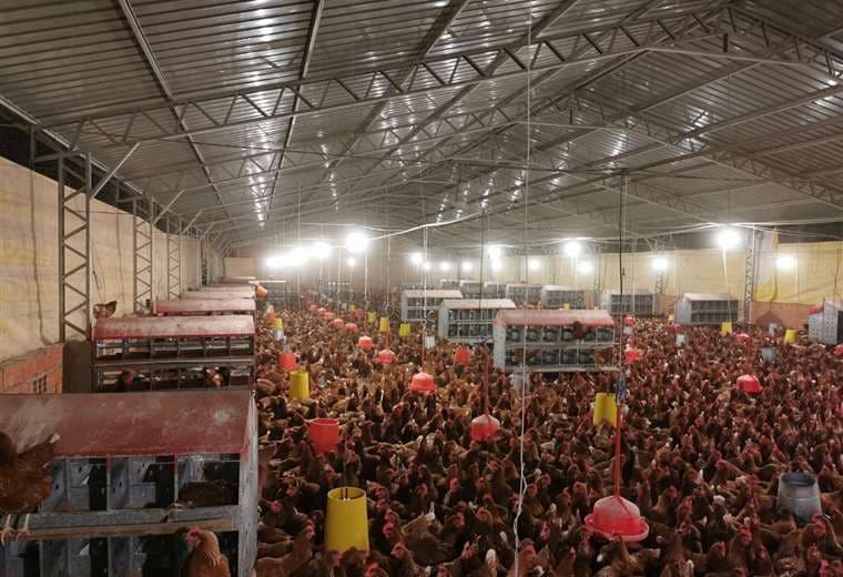 Producción avícola de Tarija se ve afectada 
por bloqueos de rutas en Santa Cruz