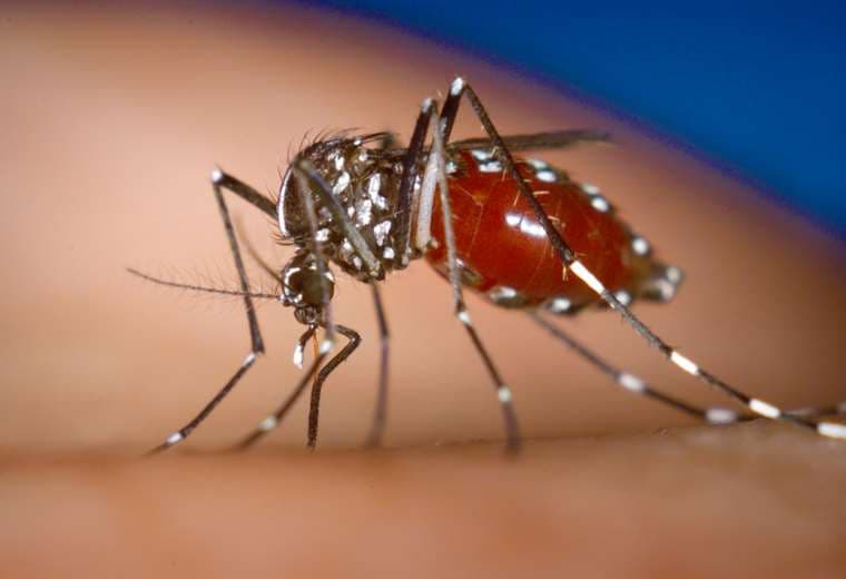 Los virus del dengue se transmiten a las personas por medio de la picadura de un mosquito 