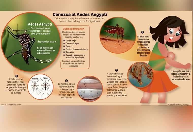 Datos sobre el mosquito transmisor