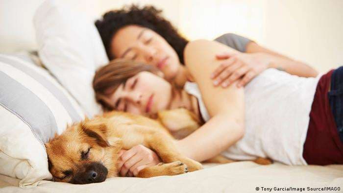 Varios otros estudios han investigado los pros y los contras de tener un perro en la cama.