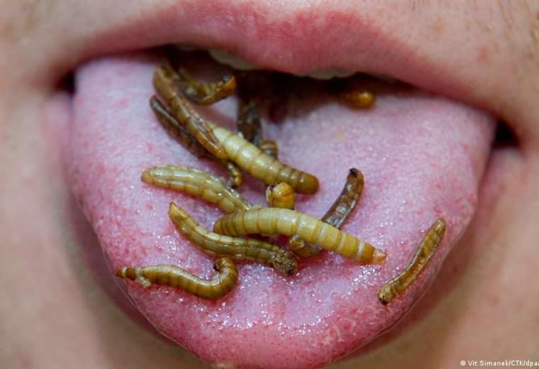 La UE autoriza dos insectos para consumo humano