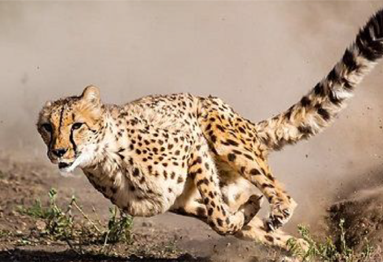 Sudáfrica enviará más de 100 guepardos a India para reintroducir la especie