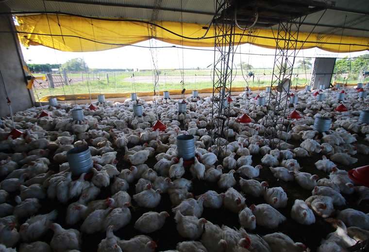 El Senasag garantiza el consumo de la carne de pollo /Foto: Jorge Gutiérrez 