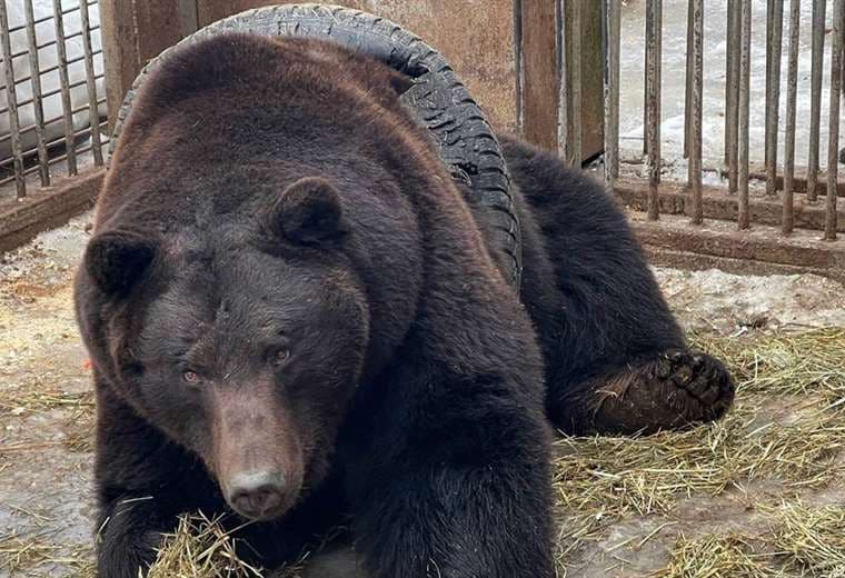 Fiódor, el oso pardo travieso que quedó atascado en una llanta y fue liberado en siete minutos