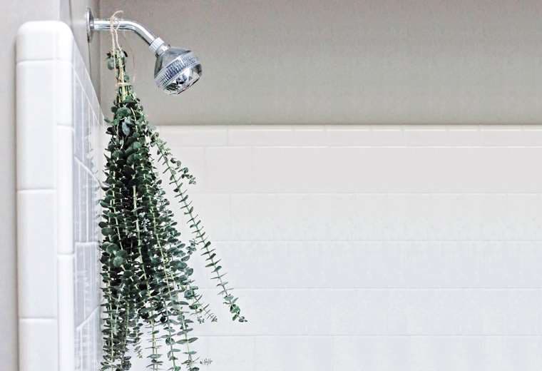 El uso de ramas de eucalipto en la ducha se ha popularizado