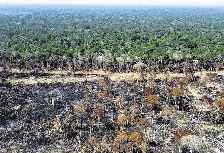 La IA en lucha contra la deforestación
