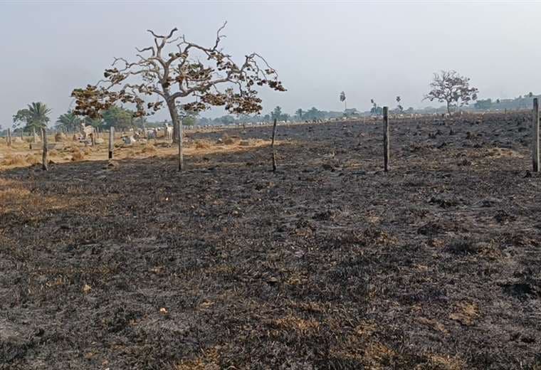 Incendios en Buena Vista dejan humo y daños en flora y fauna/Soledad Prado