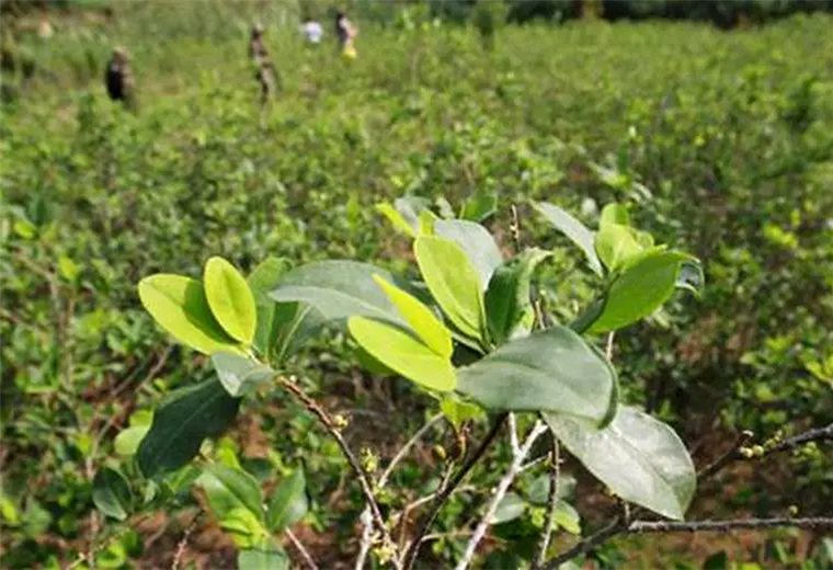 Una gran cantidad de plantaciones de coca existe en el Amboró 