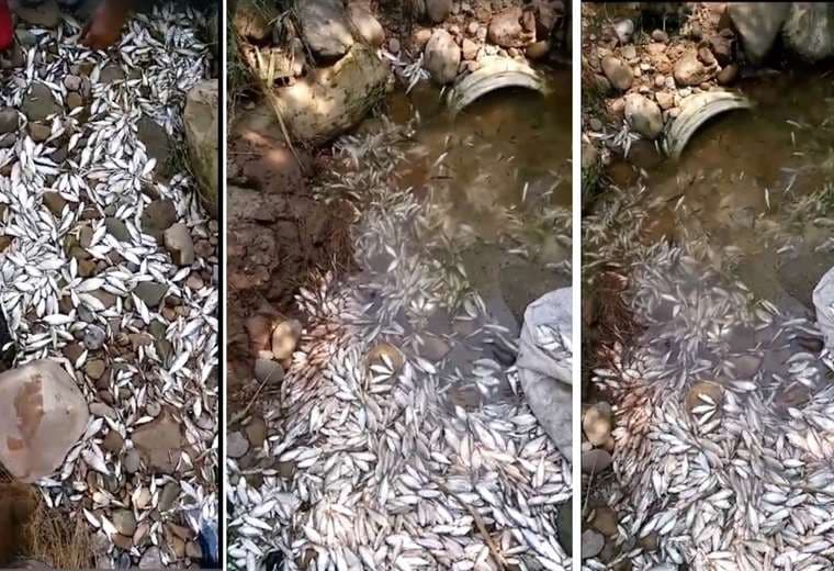 Mortandad de peces en Tarija