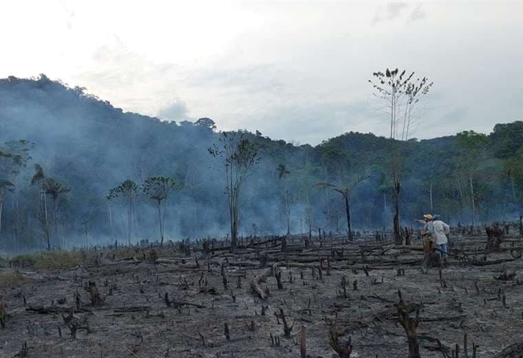 Los incendios continúan arrasando los bosques/Foto: ABT
