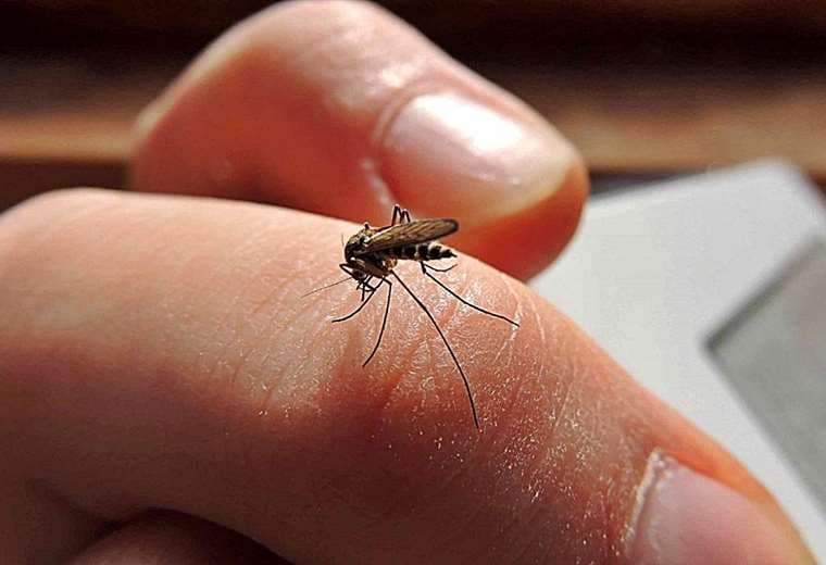 Santa Cruz reportó 1.605 nuevos casos de dengue en una semana