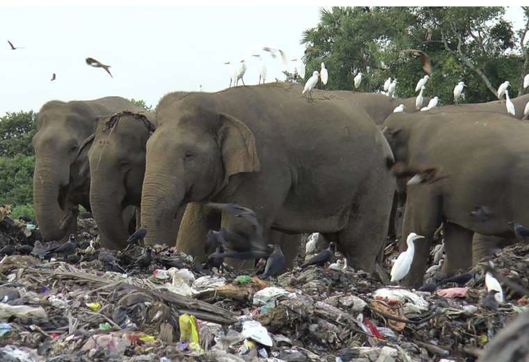 Elefantes buscan alimento en un basurero