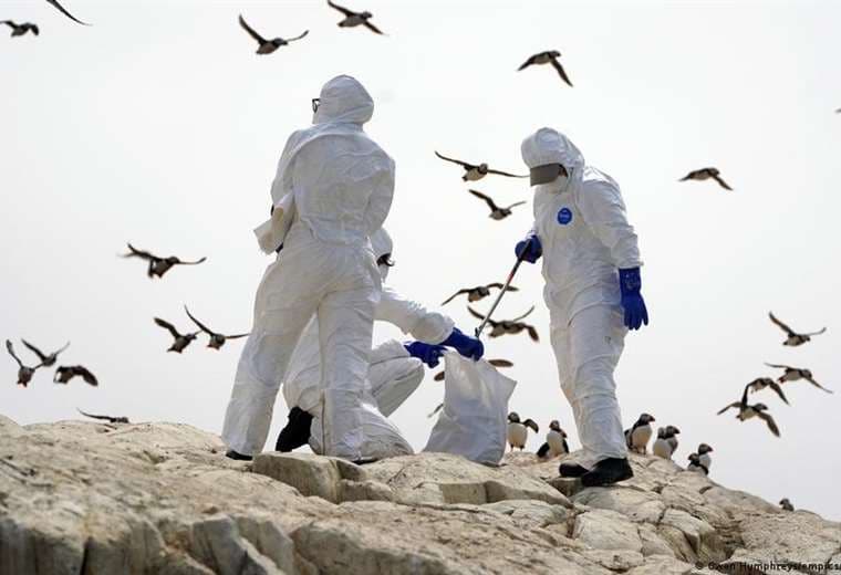 Uruguay decreta la emergencia sanitaria por la aparición de gripe aviar