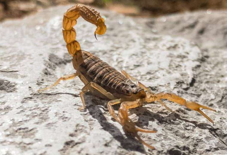 Según el Gobierno, los Sedes ya cuentan con sueros contra picaduras de arañas, escorpiones y serpientes