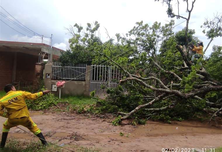 Caídas de árboles son las emergencias más atendidas por la Alcaldía en Santa Cruz
