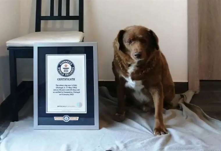 Bobi junto al galardón Guinness Récord por ser el perro más viejo del mundo