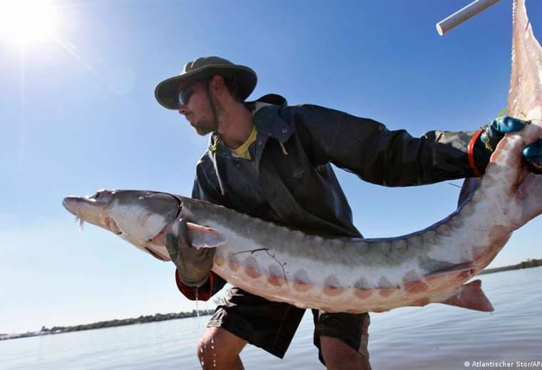 Cadáver de extraño pez prehistórico emerge en la costa este de Estados Unidos