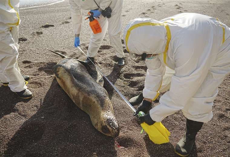 Perú reporta muerte de leones marinos /Foto: AFP