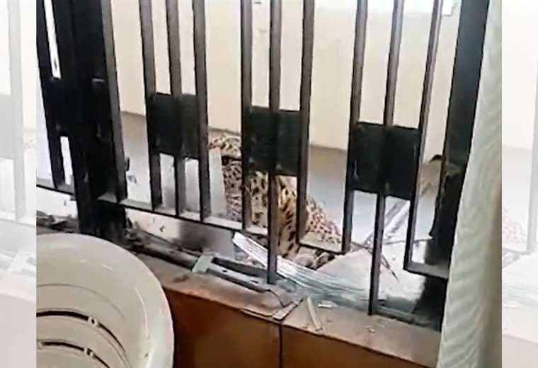 Leopardo hiere al menos a cinco personas en un tribunal indio
