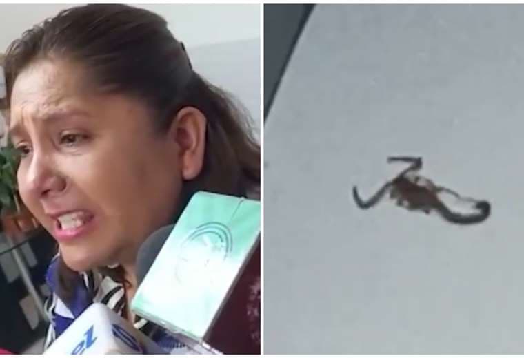 "No me voy a ir aunque me pongan 100 alacranes": Viceministra acusa a la Gobernación de poner un escorpión en su oficina