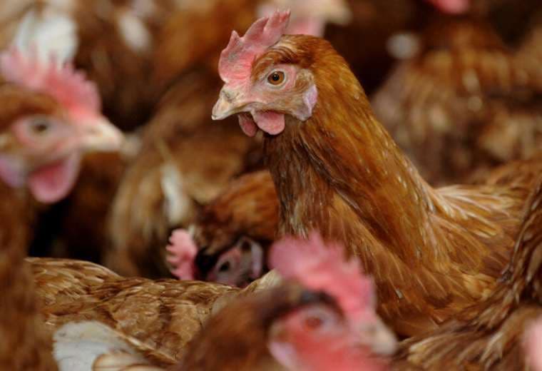 Argentina suspende las exportaciones de aves de corral tras detectarse el primer caso de gripe aviar