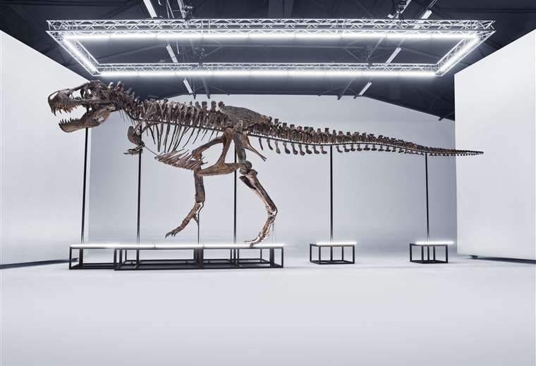 Un tiranosaurio rex será subastado en Suiza