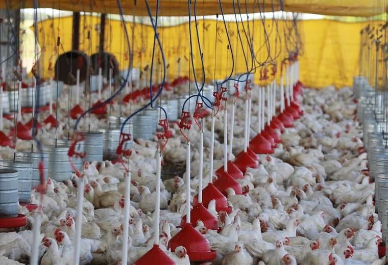 La gripe aviar en Bolivia ya provocó la muerte de 230.000 aves /Foto: EL DEBER