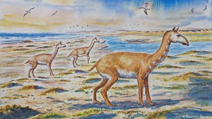 Identifican en Chile una nueva especie de animal prehistórico con apariencia de guanaco