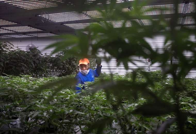 El cultivo de cannabis para uso medicinal es legal en Misuri / Foto: AFP