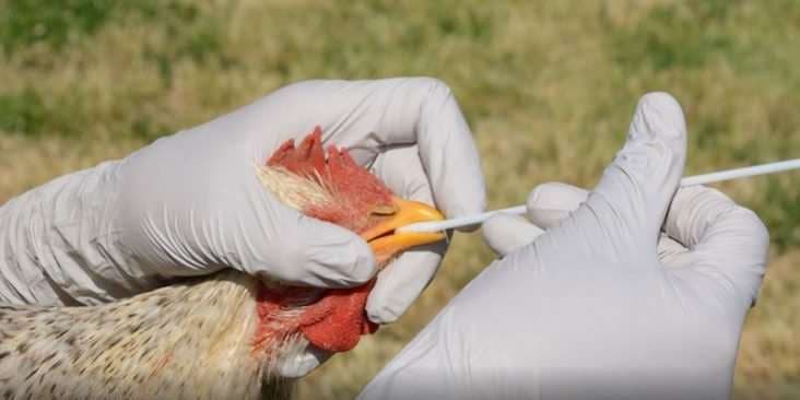 Reportan el primer caso de gripe aviar en Chile