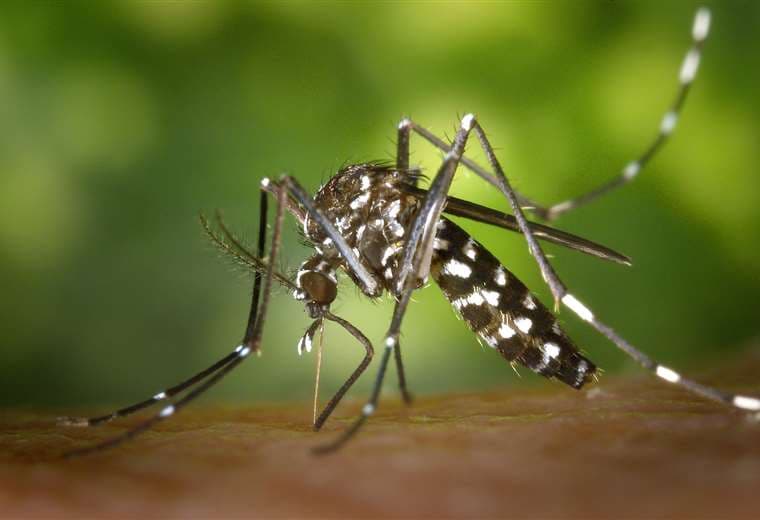 Aedes albopictus/foto: CDC