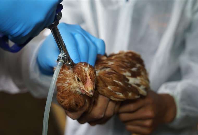 En Cochabamba se terminaron los dos millones de dosis de vacuna contra la gripe aviar