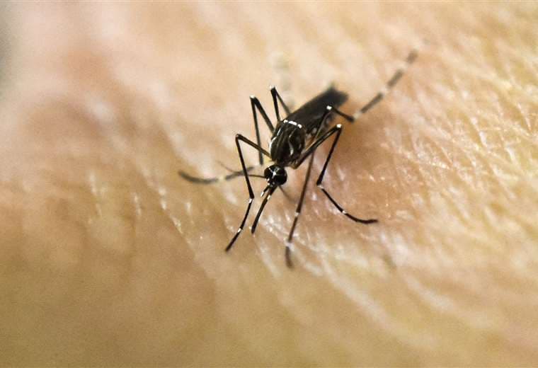 Mosquito del dengue/ Foto: AFP