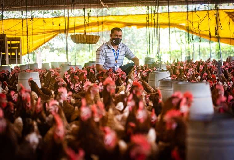 Senasag da curso de vacunación contra la gripe aviar en granjas cruceñas