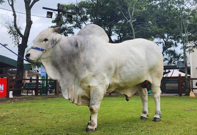 Rencho de Chorobi pesó 1.250 kilos y es el toro más pesado de Agropecruz 2023