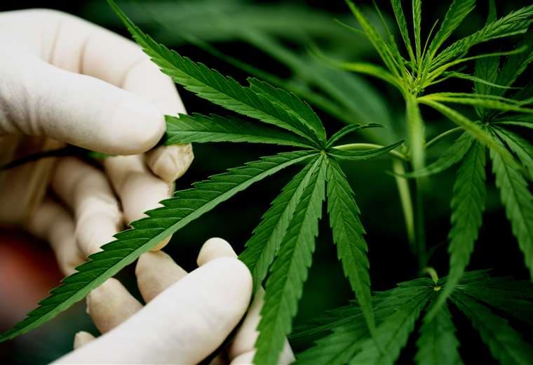 Planta de Cannabis/ Foto: Freepik