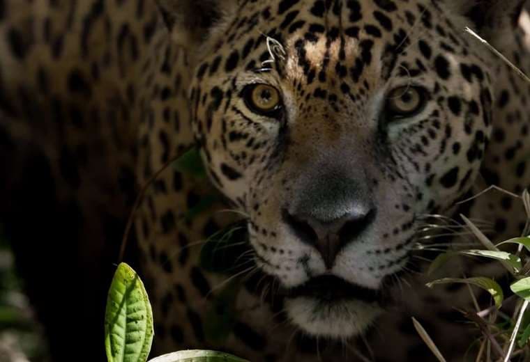 El documental largometraje "Tigre Gente" de National Geographic, que se grabó en parte en Bolivia, se estrenará mañana en los cines cruceños