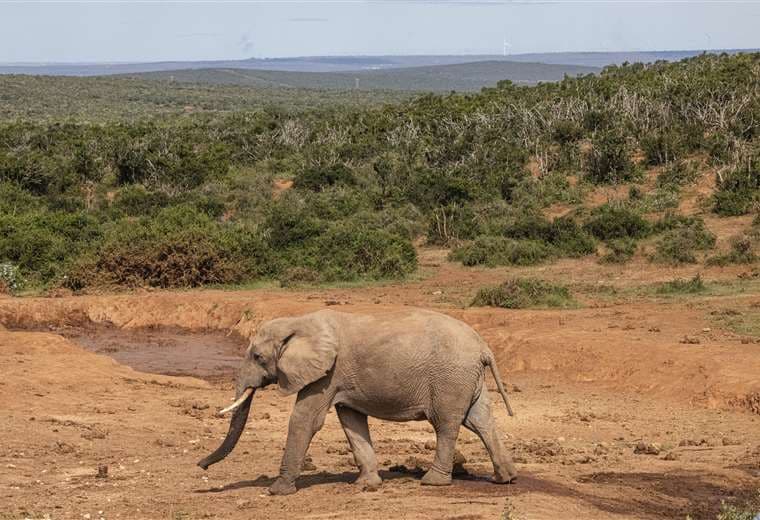 El elefante asiático perdió dos tercios de su hábitat en tres siglos