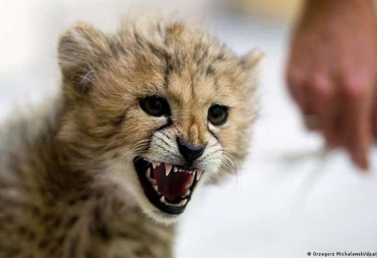 Nacen en la India las primeras crías de guepardo en siete décadas