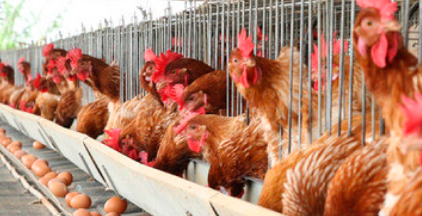 Avicultores reportan menor oferta de huevo en Bolivia por aumento de costos de producción y gripe aviar