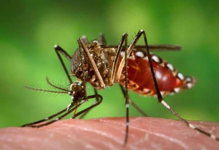 La fiebre amarilla es transmitida por la picadura de mosquito. Foto: Internet.