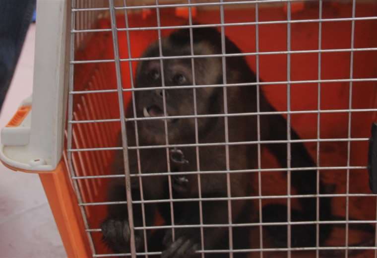Rescatan un mono que estaba en condición de mascota en El Torno 