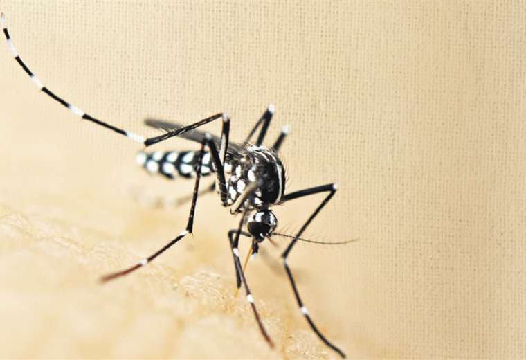 Bebé de cinco meses fallece a causa del dengue en Riberalta, es el tercer deceso por esa enfermedad