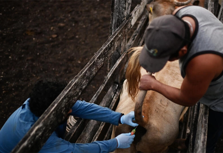El investigador Omar García extrae sangre de una vaca para estudios de prevención.