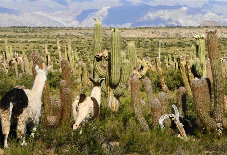 Sernap incorpora área protegida en Tarija; es la segunda reserva de cactus de Latinoamérica
